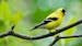 iStock
The American Goldfinch is a small bird featuring a yellow body with predominantly black wings.