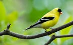 iStock
The American Goldfinch is a small bird featuring a yellow body with predominantly black wings.