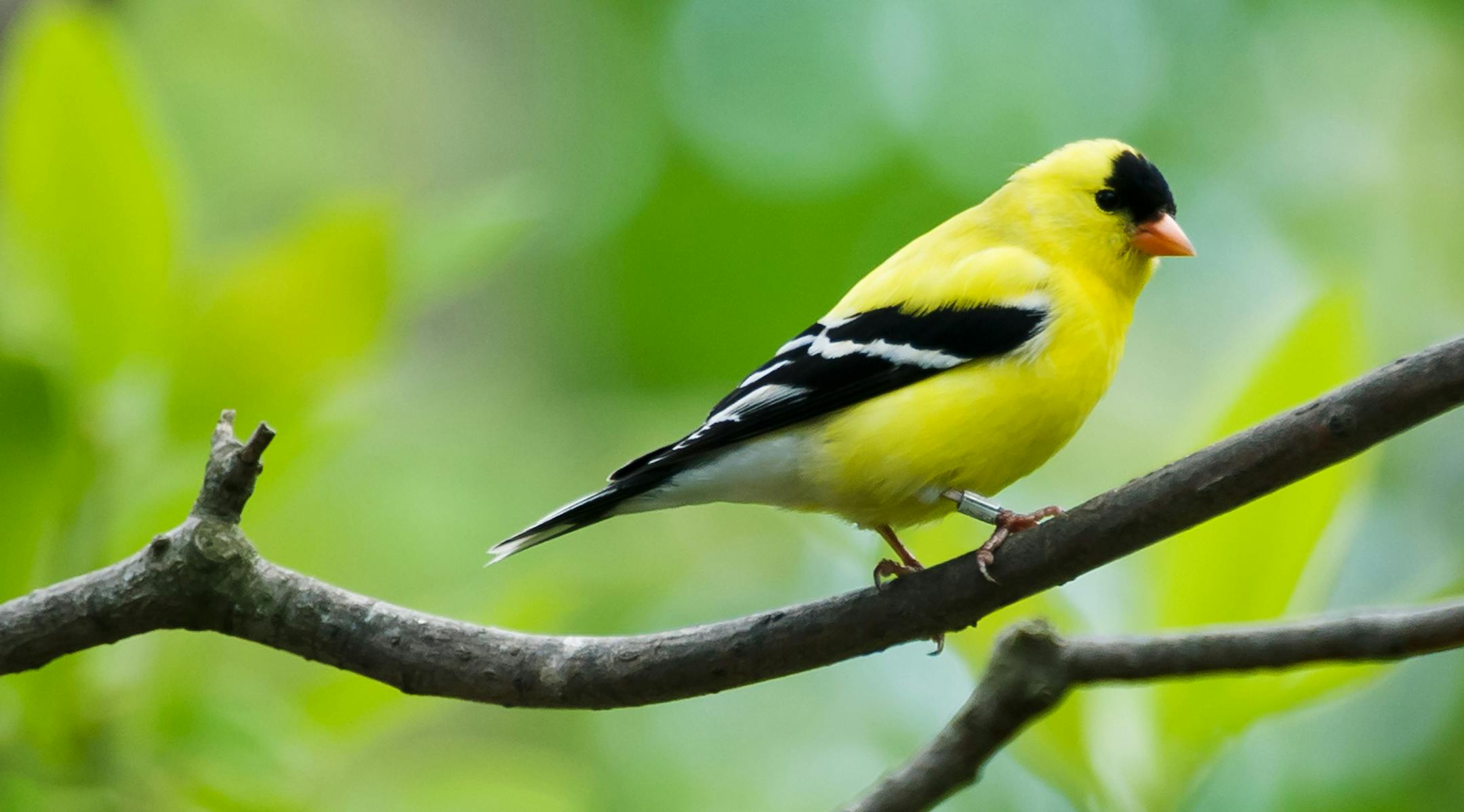 iStock
The American Goldfinch is a small bird featuring a yellow body with predominantly black wings.