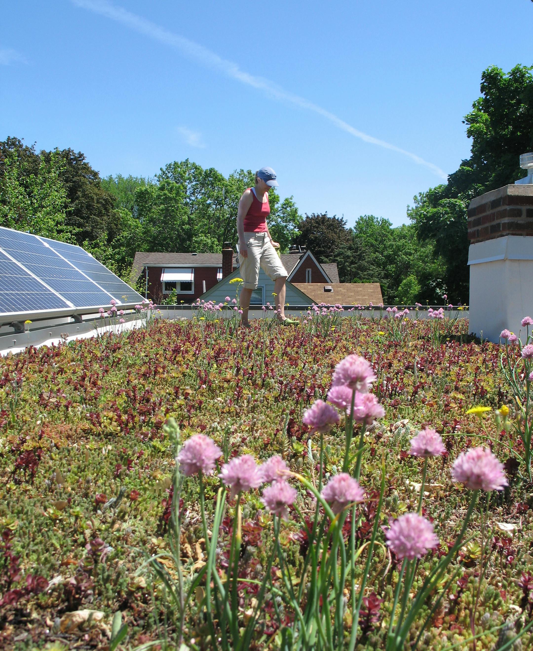 Roxanne Nelson on green roof of EcoDeep house in St. Paul