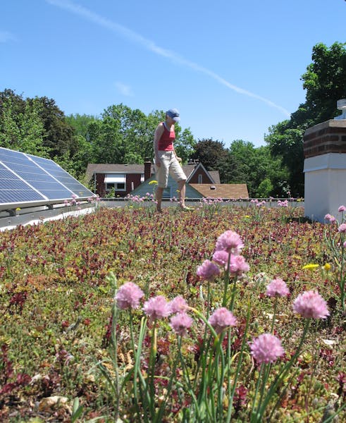 Roxanne Nelson on green roof of EcoDeep house in St. Paul