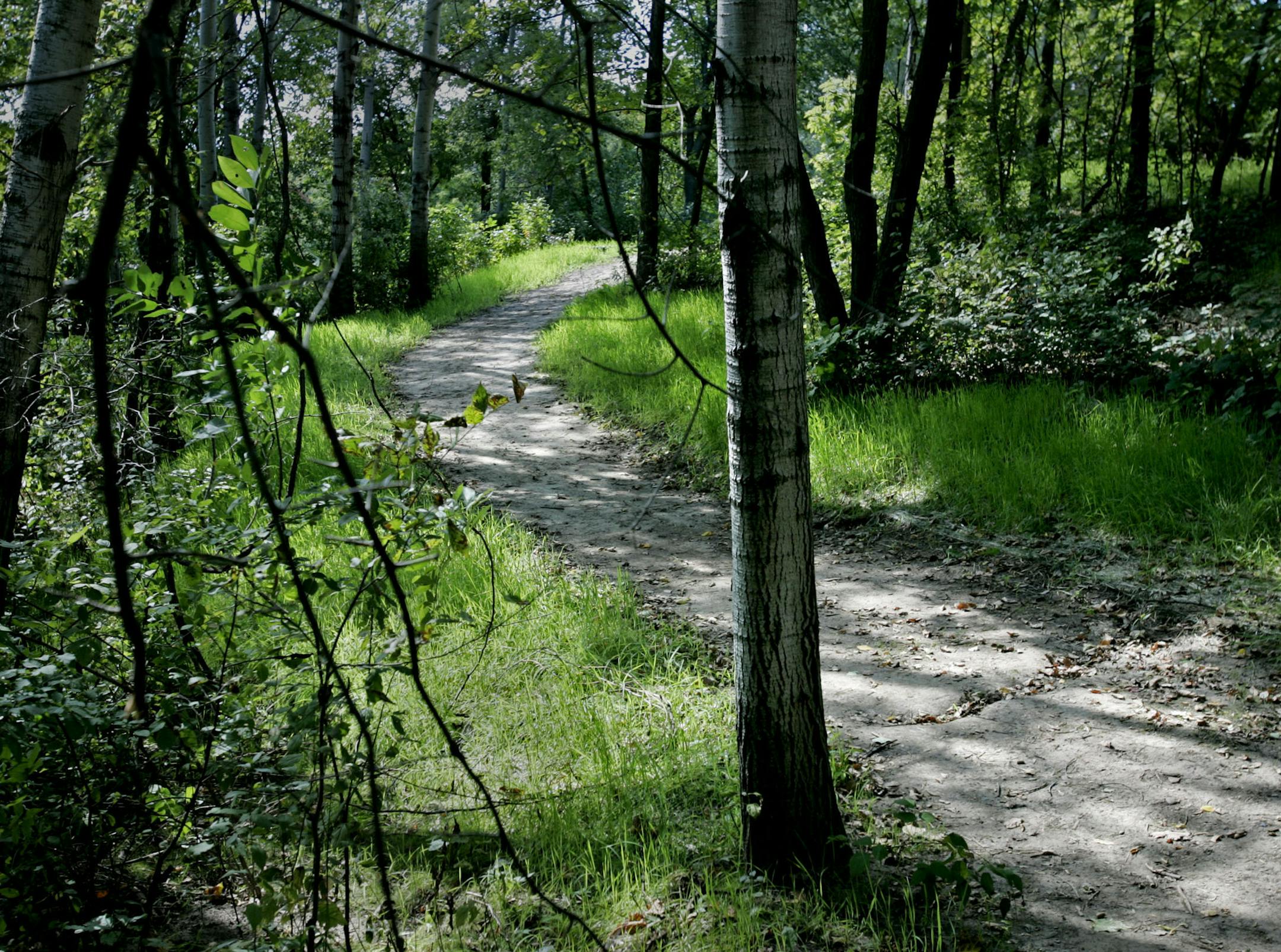 DAVID JOLES ¬• djoles@startribune.com Dakota County MN - Sept. 14, 2007 - A trail winds through a stand of Aspen trees near Jensen Lake in Lebanon Hills Regional Park, one of a number of increasingly popular regional parks, close to the metropolitan area. ORG XMIT: MIN2013091117111247