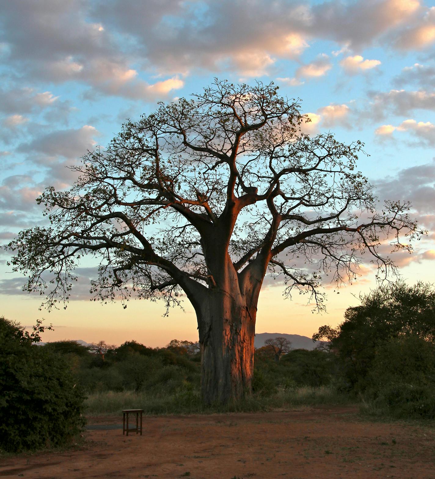 A boabab tree glowed as dusk fell at Thomson Safari&#x2019;s camp near Tarangire National Park, in Tanzania.