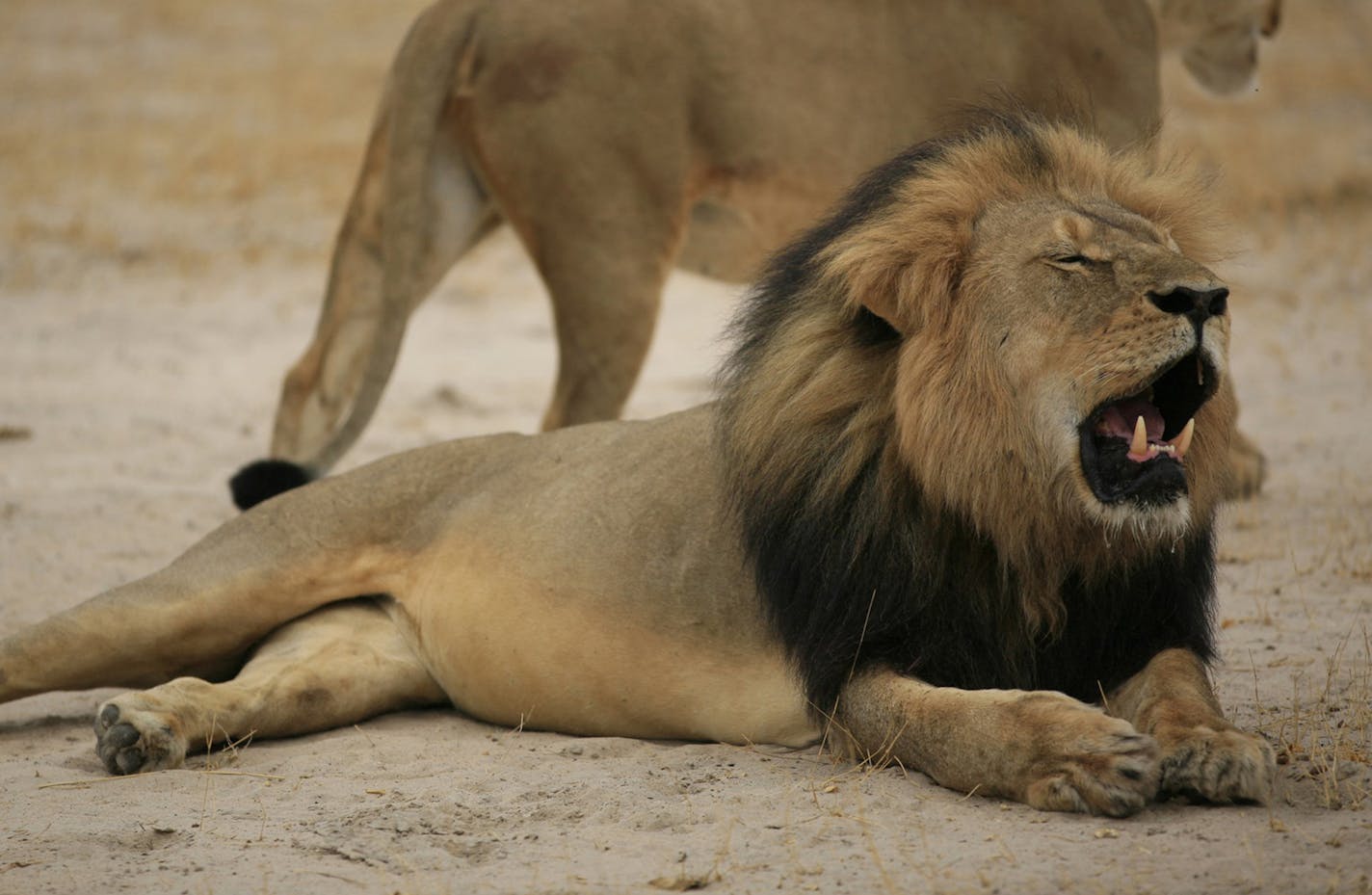 This handout picture taken on October 21, 2012, and released on July 28, 2015, by the Zimbabwe National Parks agency shows a much-loved Zimbabwean lion, Cecil.