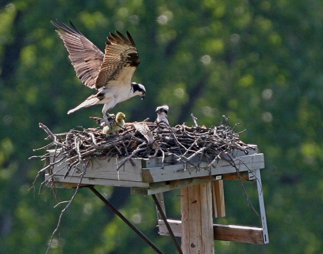 A pair of osprey attempt to raise a gosling.