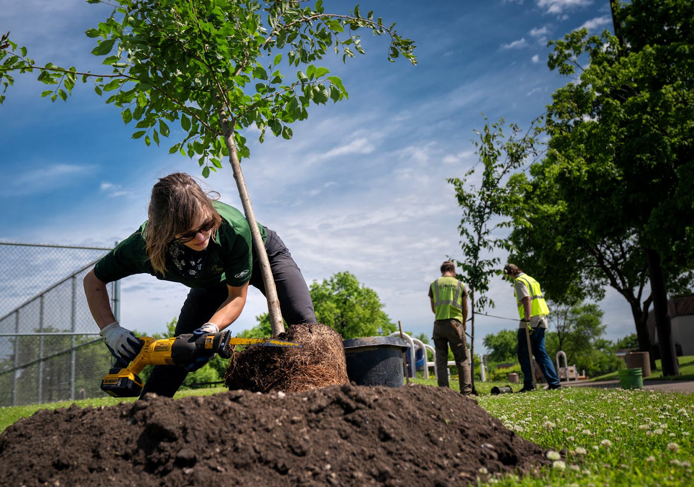 Leah O'Leary gently cut into the rootball of an elm tree before planting at Case Recreation Center, St. Paul. Tree Trust workers planted 82 trees representing 19 different species here and at a second location. The trees between 7 and 12 years old were to replace 20 ash trees removed earlier to combat the emerald ash borer. ] GLEN STUBBE • glen.stubbe@startribune.com Thursday, June 4, 2020 Two nonprofits are using GIS and other data to figure out which neighborhoods could use a bit more shade. T