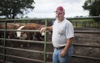 Bob Wilts, on his Big Lake beef farm last week, voiced concern about imported beef from places that have a history of foot-and-mouth disease.