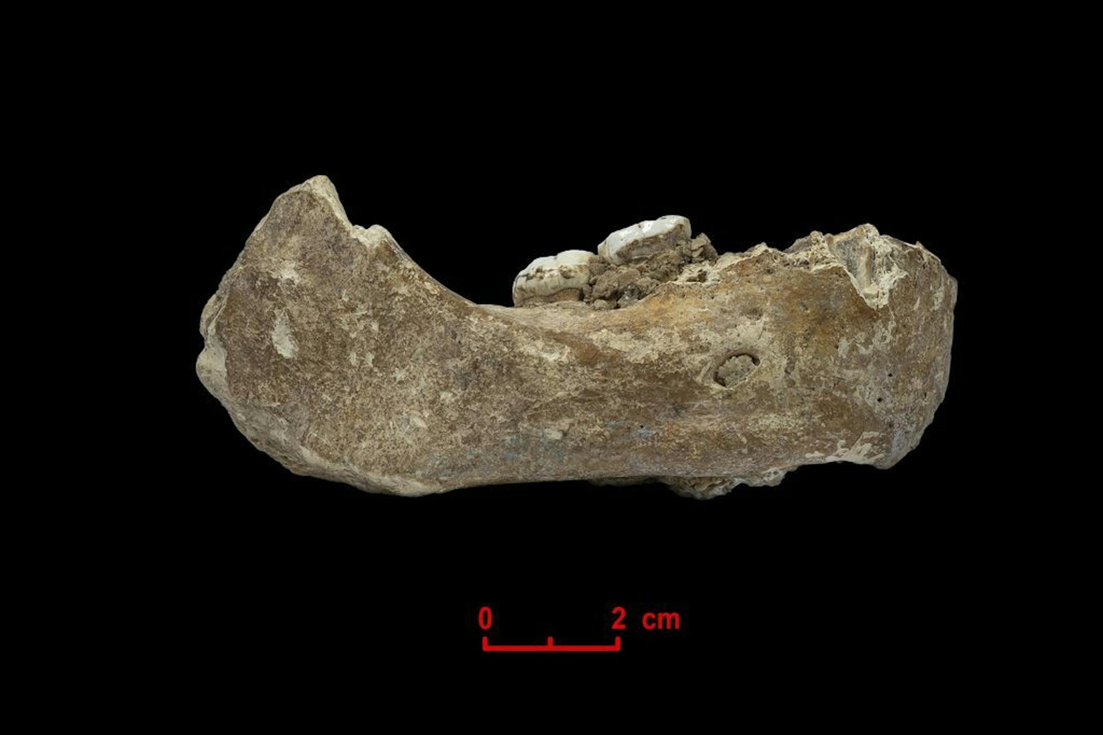 This undated photo made available by Dr. Dongju Zhang of Lanzhou University in April 2019 shows the right half of the Xiahe mandible, found in 1980 in the Baishiya Karst Cave in the Gansu province of China. According to a report released on Wednesday, May 1, 2019, it is at least 160,000 years old, and recovered proteins led scientists to conclude the jaw came from a Denisovan, a relative of Neanderthals.