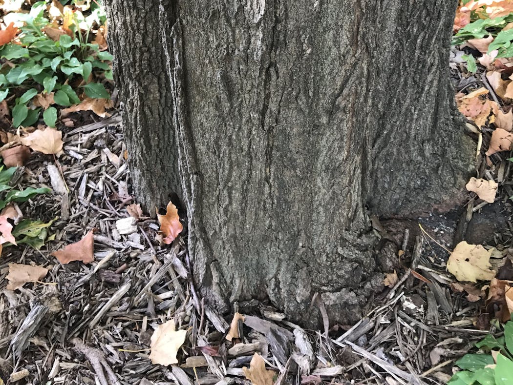 The trunk of a maple tree with root-girdling: the trunk grows straight into the ground, looking like a telephone pole, without flaring out at the base.