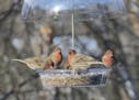 House finches at feeder
Photo by JIm Williams