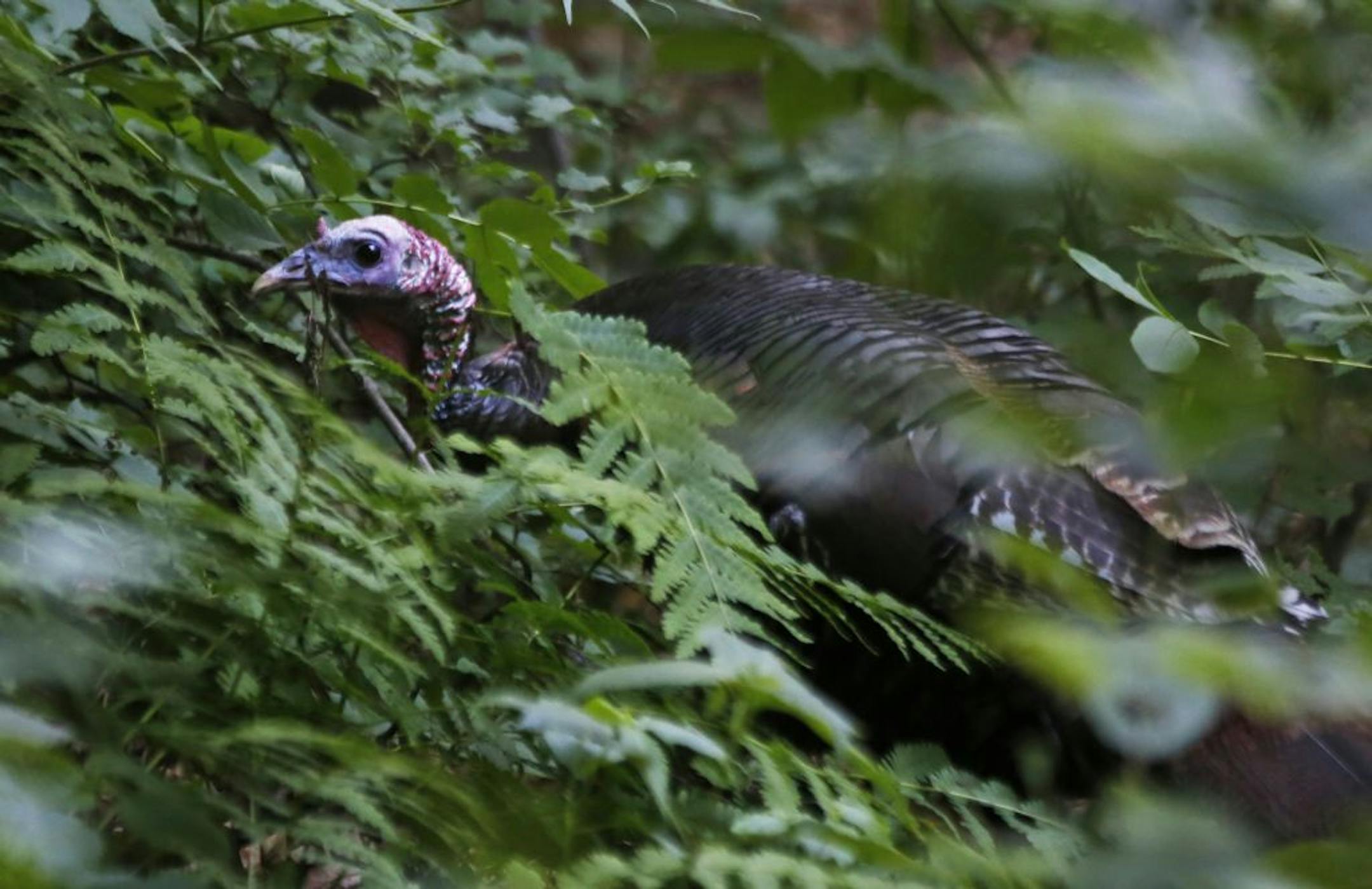At Eloise Butler Butler Wildflower Garden and Bird Sanctuary the Walk Walk on the Wild Side hiking group explored the Minneapolis gem in the evening. a wild turkey wandered into the preserve.