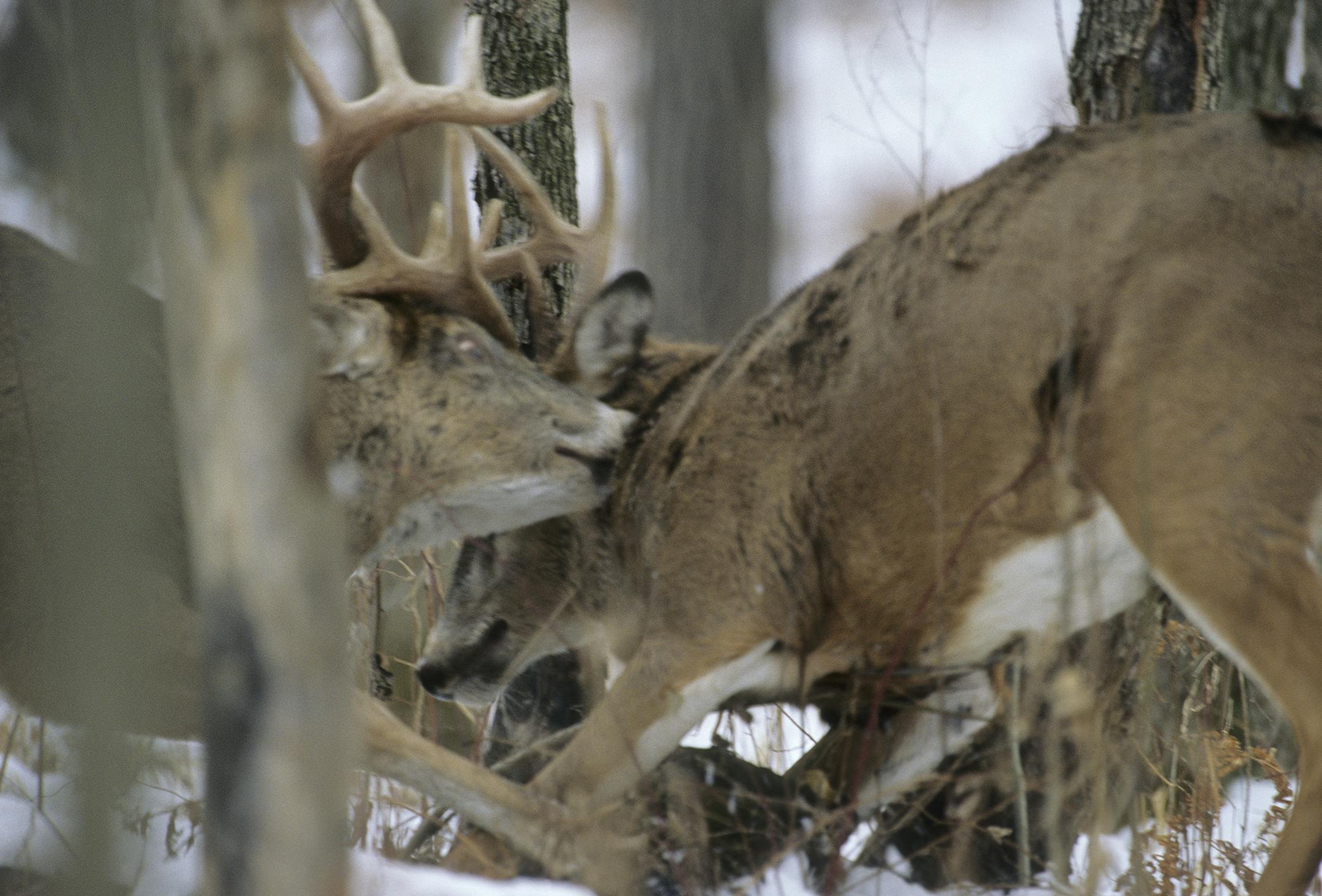 Sometimes during the rut dramatic battles occur between mature bucks. These fights are not just sparring matches, they are battles to death if either buck is afforded the opportunity. However, buck brouhahas usually end without fatal consequences when the looser runs away.