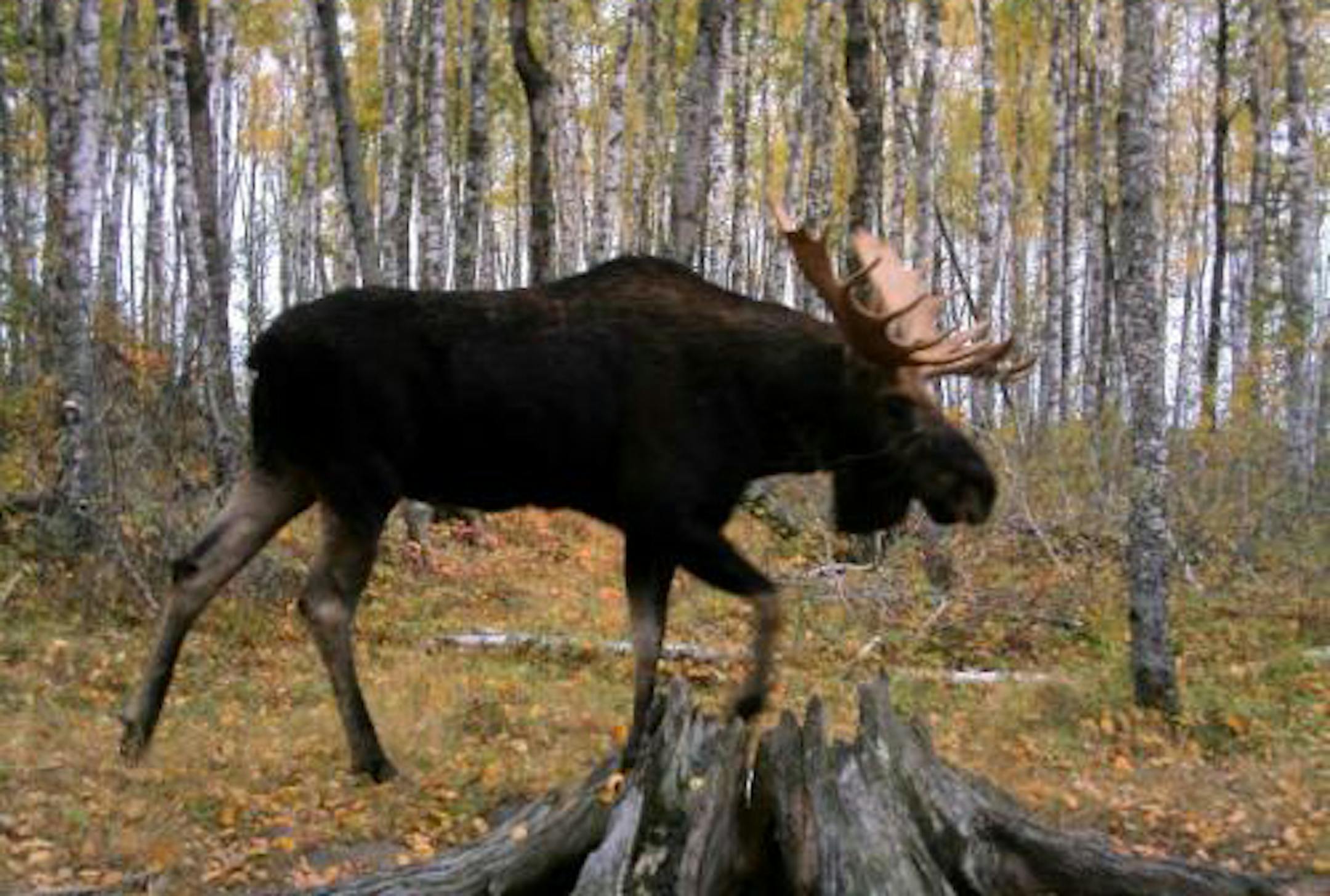 You never know what your going to get on your trail camera. This bull moose took a stroll by in mid September.