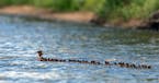 In a photo provided by Brent Cizek, dozens of common merganser ducklings follow a single hen on Lake Bemidji in Bemidji, Minn. Some birds, including c