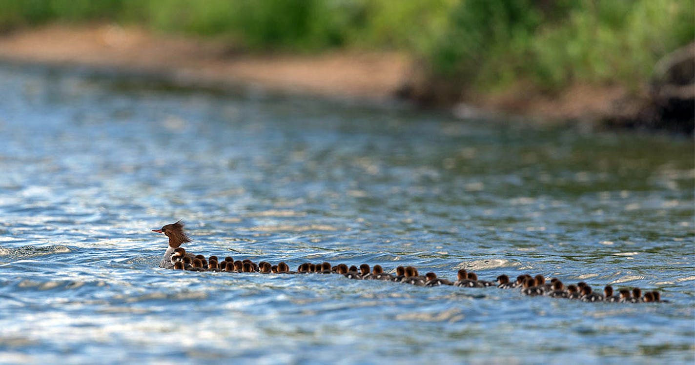 In a photo provided by Brent Cizek, dozens of common merganser ducklings follow a single hen on Lake Bemidji in Bemidji, Minn. Some birds, including common mergansers and ostriches, raise their babies in a day care system that&#xed;s called a cr&#xcb;che, experts say. (Brent Cizek via The New York Times) -- NO SALES; FOR EDITORIAL USE ONLY WITH MINN DUCK MOM BY SARAH MERVOSH FOR JULY 25, 2018. ALL OTHER USE PROHIBITED. --