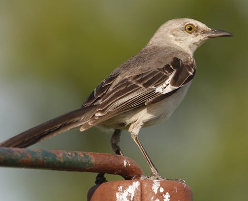 A northern mockingbird. (Michael Pearce/Wichita Eagle/TNS) ORG XMIT: 1187131