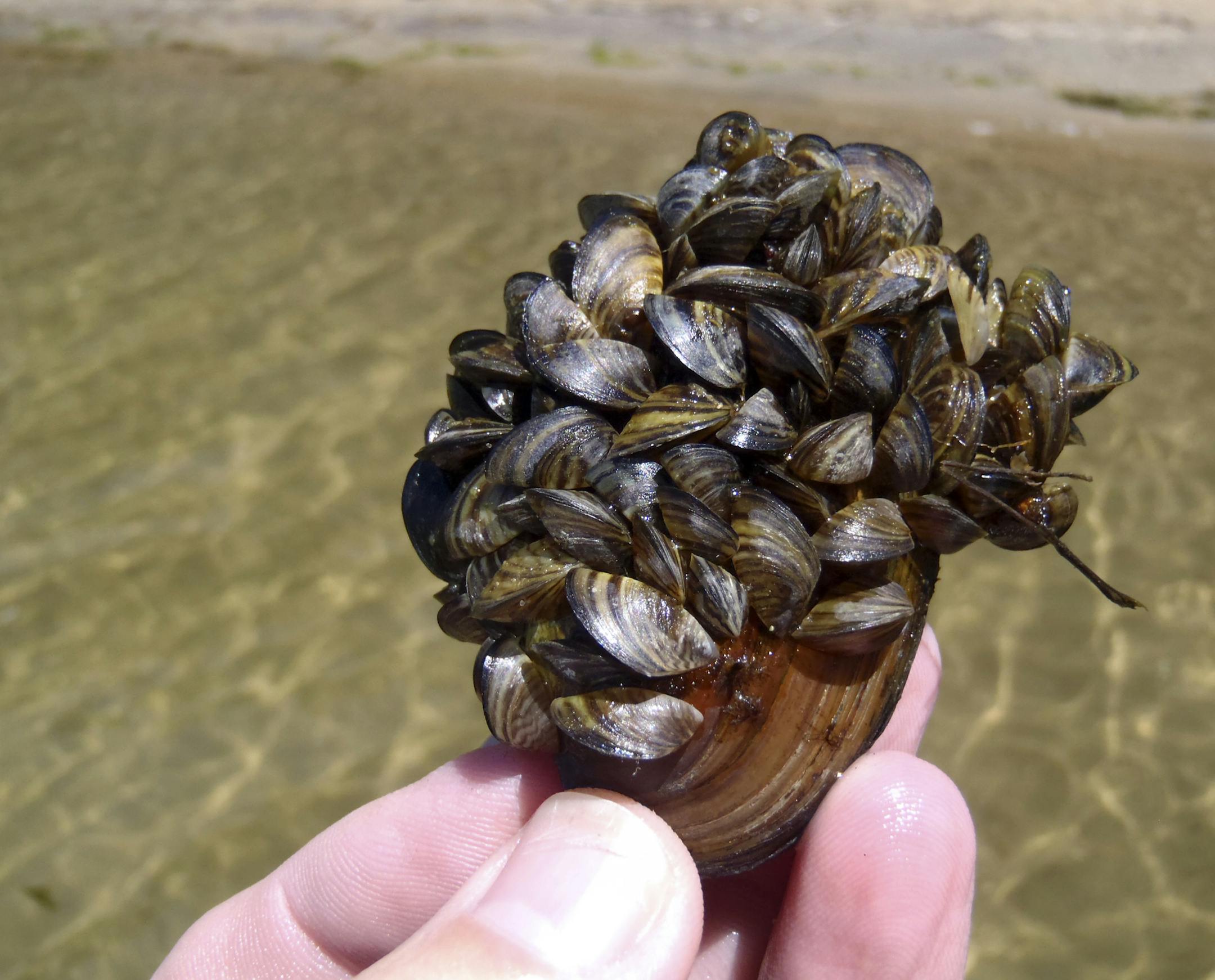 A cluster of zebra mussels attached to a native freshwater mussel from Lake Carlos in Minnesota in an undated handout photo.