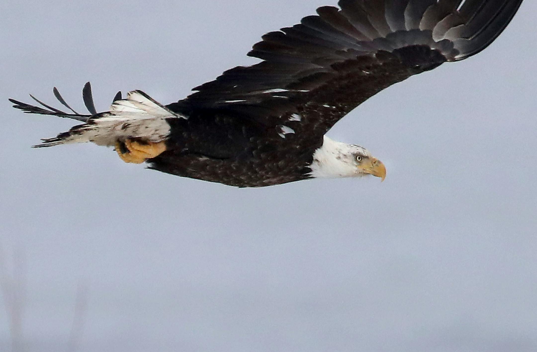 A bald eagle cruises the sky.