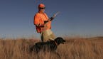 Pheasant hunters and their dogs might have a hard time spotting birds in South Dakota when the season opens there Saturday. Estimates suggest there wi