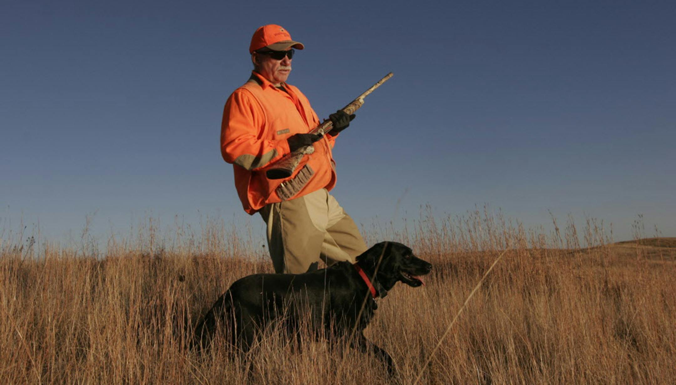 Pheasant hunters and their dogs might have a hard time spotting birds in South Dakota when the season opens there Saturday. Estimates suggest there will be half as many pheasants as a year ago.
