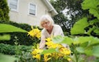 Sheila Biernat dead-headed lilies in the garden bordering the Minneapolis home she has lived in for 33 years. She is concerned about two apartment bui