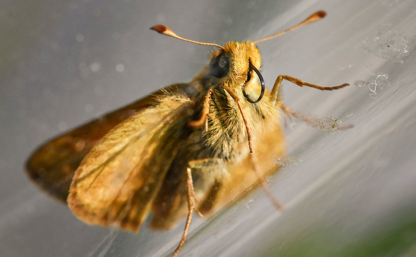 A male Dakota skipper showing his proboscis which is used for eating nectar. Tuesday June 27, 2017 Minnesota's native Dakota skipper prairie butterfly nearly vanished from Minnesota and is on the national Endangered Species Act list.