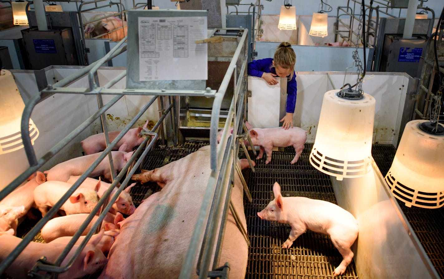 Lily Mogler, 5, petted a piglet. Farrowing crates at Mogler Farms are larger than industry standards, a foot larger on each side, to allow sows to move around and still keep piglets safe.