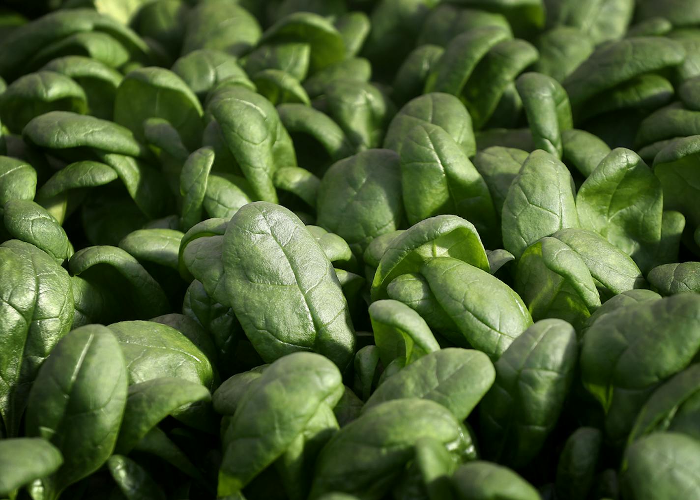 Revol Greens is a new competitor to the California greens market and is growing five varieties of lettuce in greenhouses only an hour's drive south of Minneapolis at a fraction of the transportation costs. Here, spinach growing inside the sprawling green house at Revol Greens Tuesday, Feb. 13, 2018, in Medford, MN.]