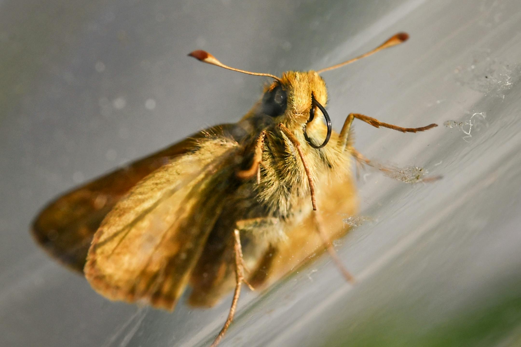 A male Dakota Skipper showing his proboscis which is used for eating nectar.