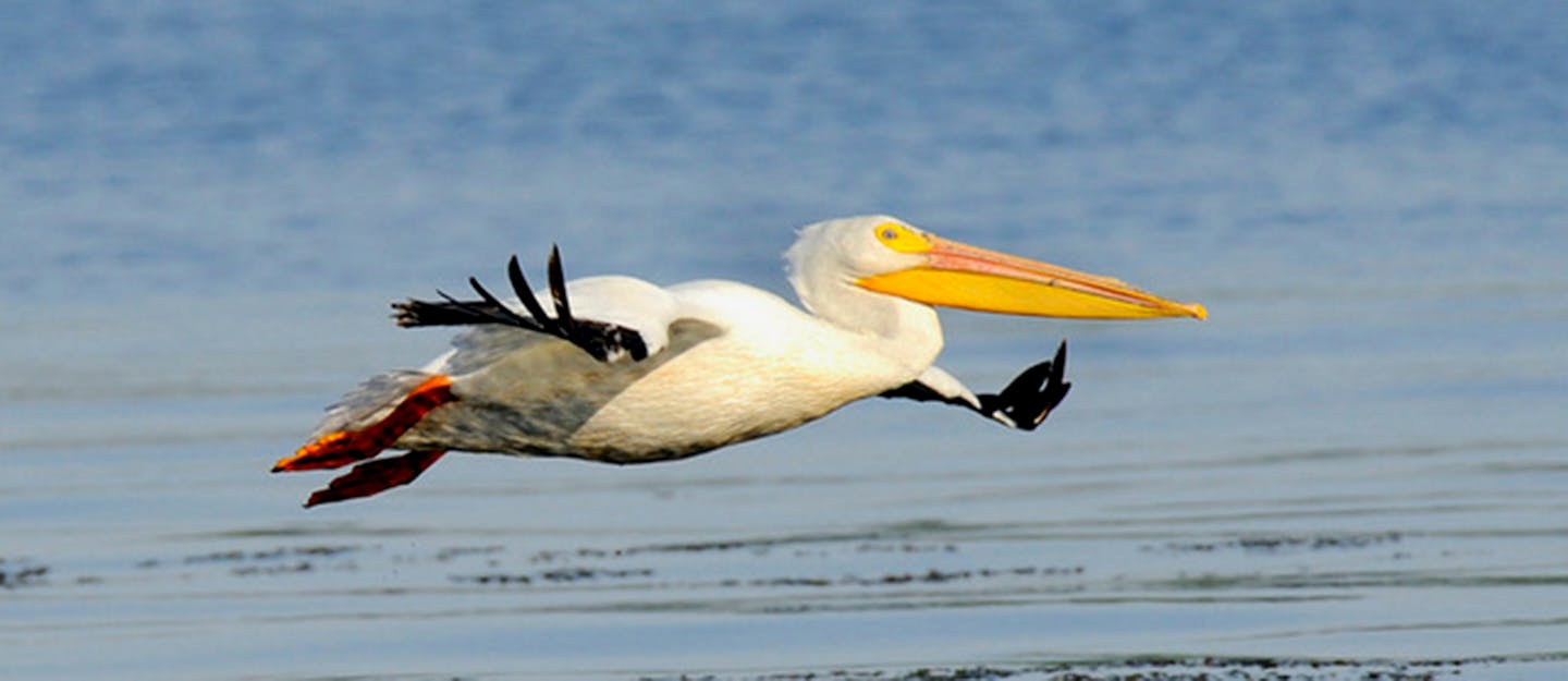 Coming in for a landing.Jim Williams photo