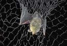 Minnesota researchers are netting and tracking bats in the hopes of fending off the effects of white-nose syndrome, a lethal disease killing populatio