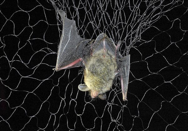 Minnesota researchers are netting and tracking bats in the hopes of fending off the effects of white-nose syndrome, a lethal disease killing populatio