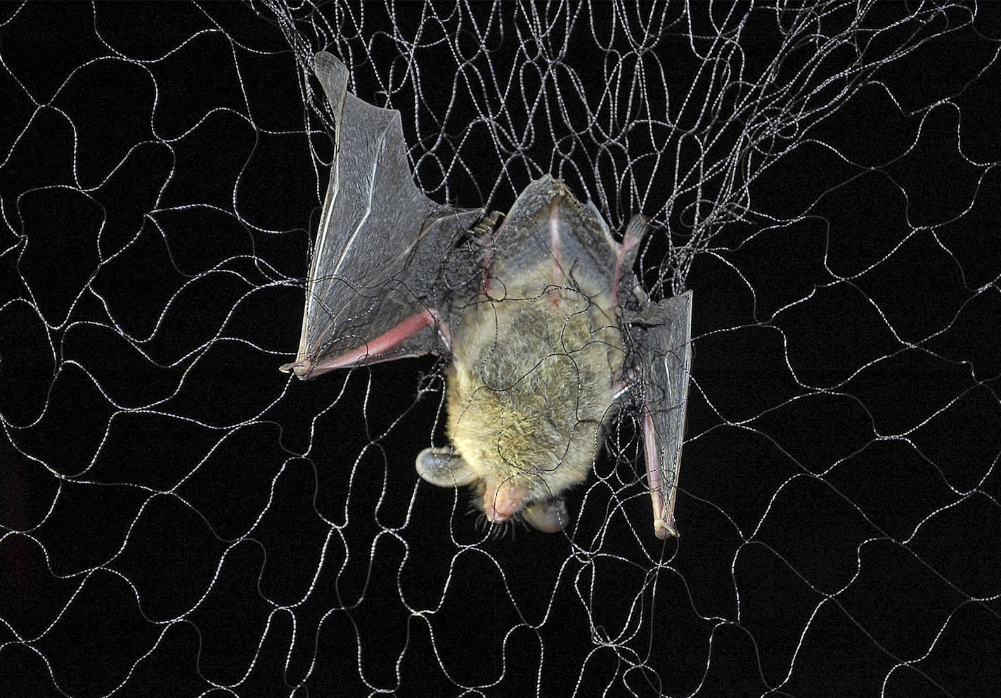 Minnesota researchers are netting and tracking bats in the hopes of fending off the effects of white-nose syndrome, a lethal disease killing populations by the millions. Star Tribune photo by Bob Timmons