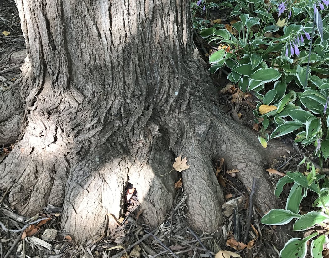 In a healthy maple tree, the roots flare out at the base of the trunk.