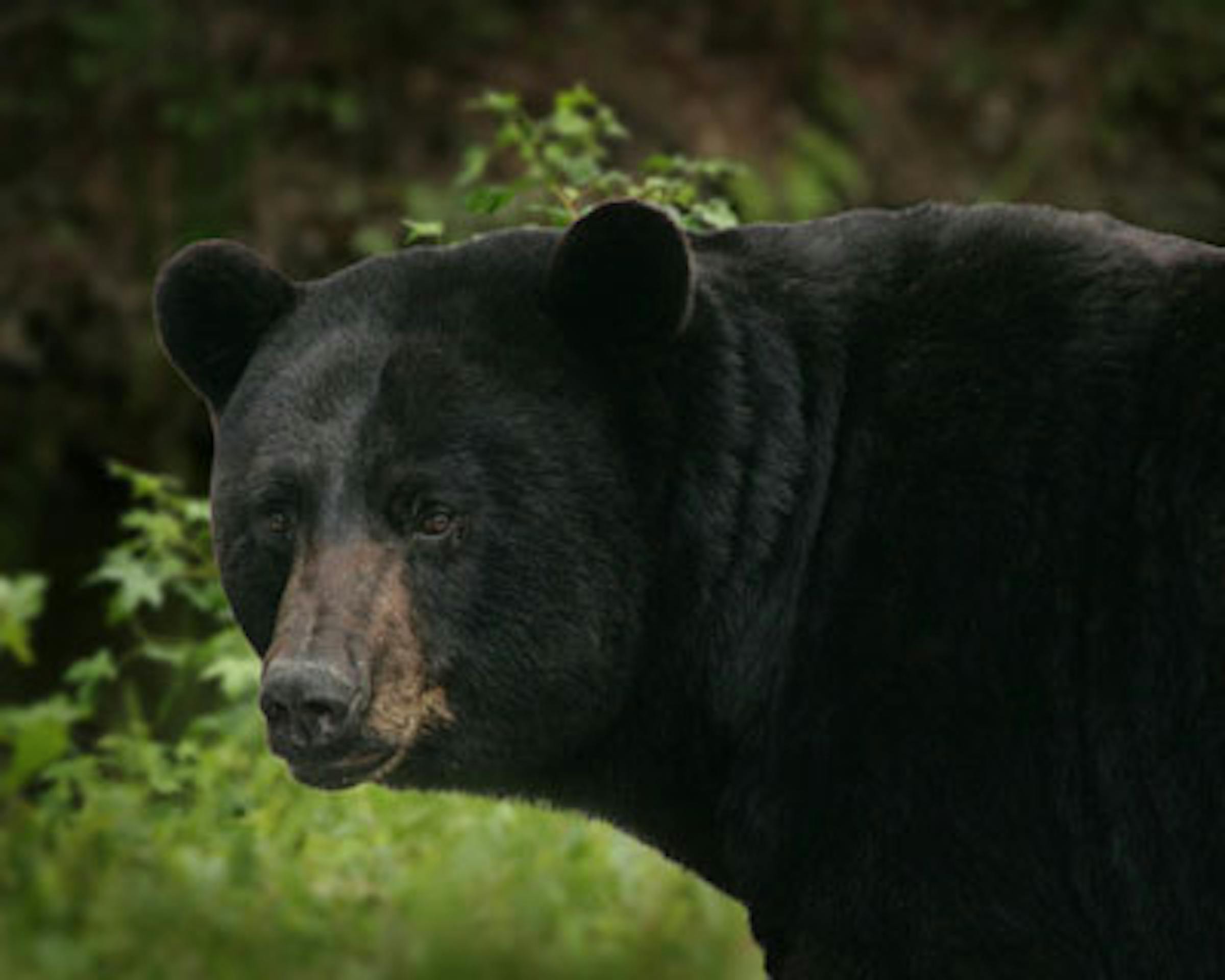 Driver hurt, black bear dead after crash on central Minnesota highway