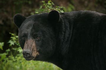 Black bears are the only species of bear that inhabits Minnesota, according to the Minnesota Department of Natural Resources.