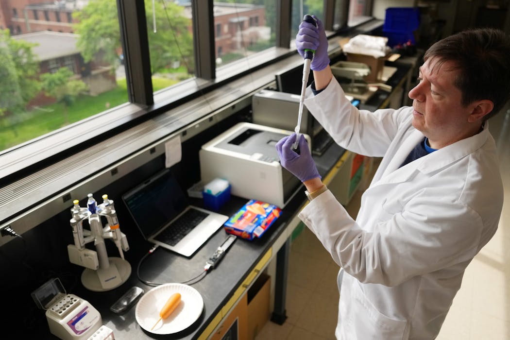 Christopher Faulk, an associate professor of functional genomics at the University of Minnesota, shows the process that can be used to gene-sequence a corn dog. ANTHONY SOUFFLE • anthony.souffle@startribune.com