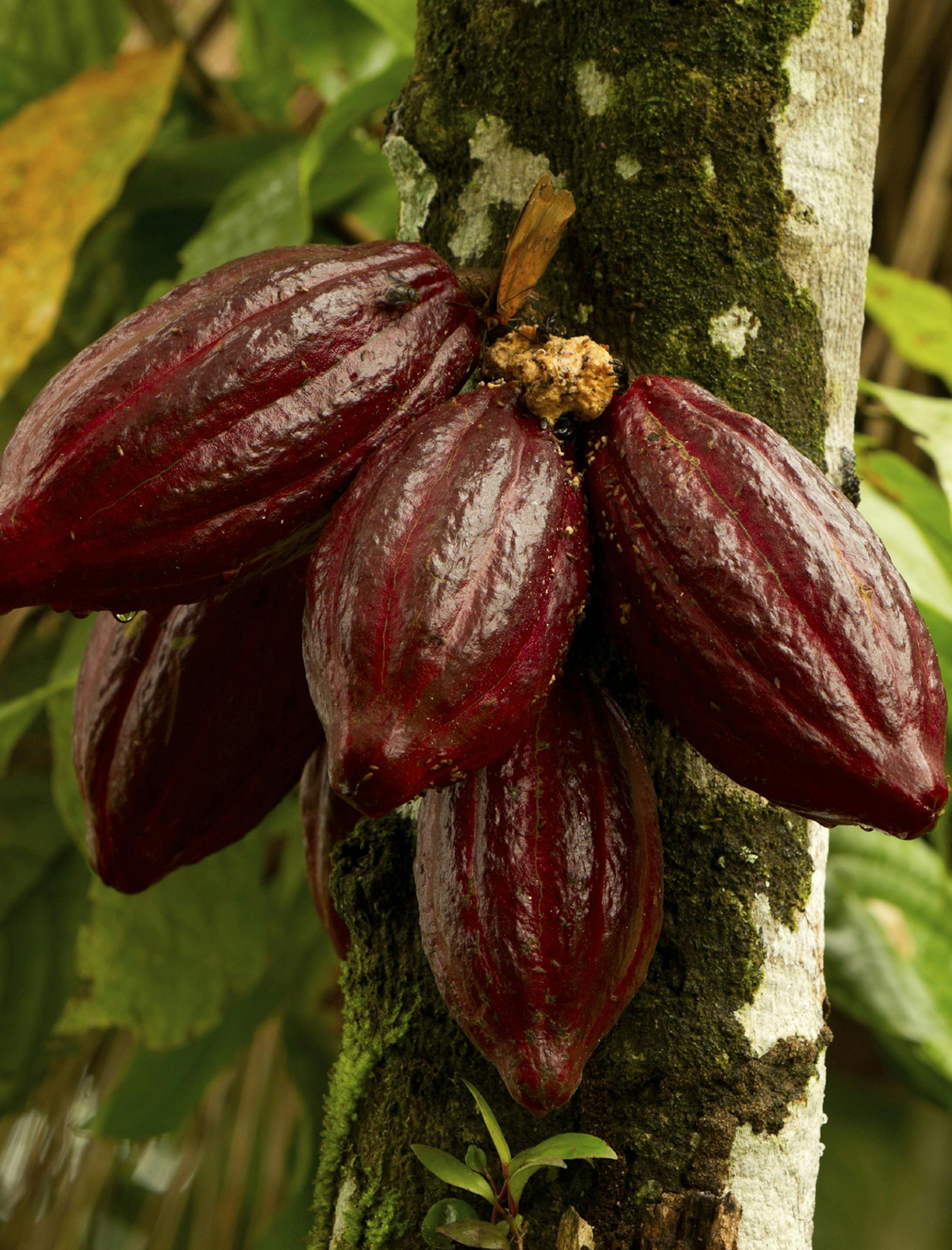 Cocoa fruit in the tree, red variety is considered to be the best, shot in Ecuadorian jungle. from istock