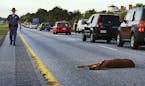 A wounded deer lay in the road after being hit by a car near Freeport, Maine. Collisions with wildlife occur most frequently in the fall, and the risk