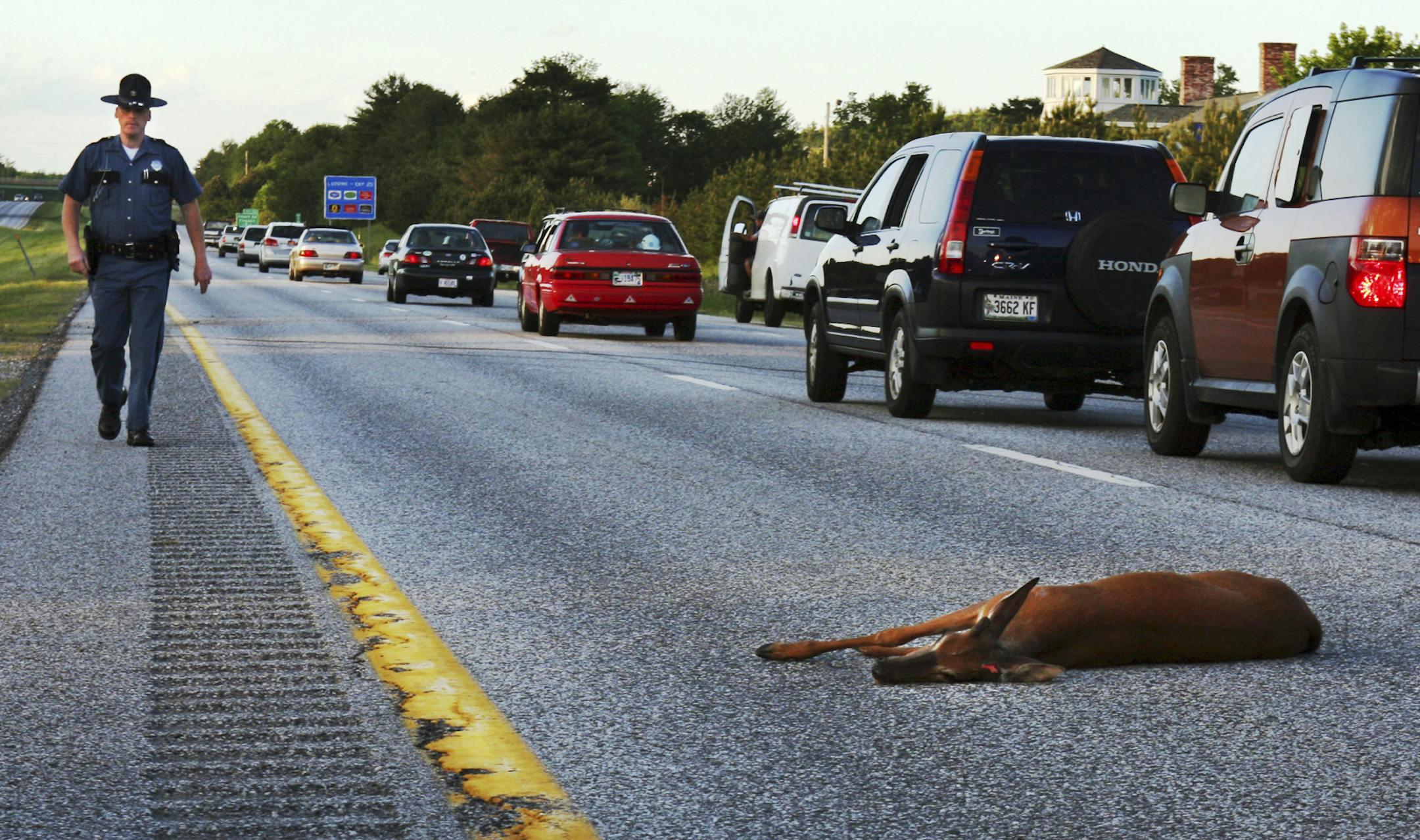 A wounded deer lay in the road after being hit by a car near Freeport, Maine. Collisions with wildlife occur most frequently in the fall, and the risk to drivers will be the greatest over the next few weeks as deer breeding season reaches its peak, the Minnesota DNR says.