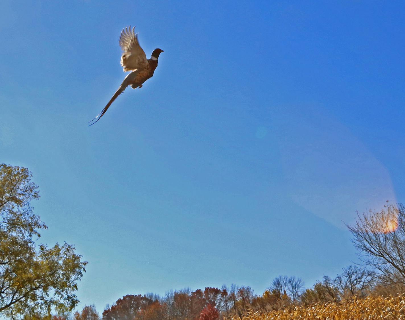 A rooster pheasant jumped into the air at the Minnesota Horse and Hunt Club in Prior Lake.