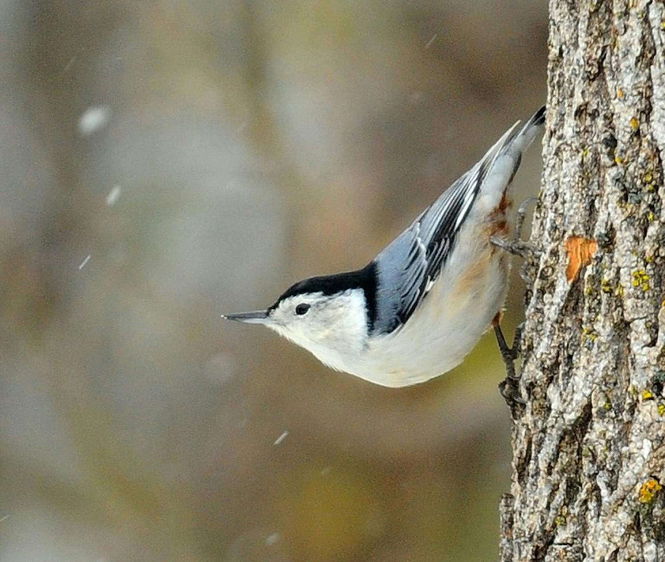 A white-breasted nuthatch pauses from its relentless head-down pursuit of insect eggs and larvae cached in tree bark crevices.