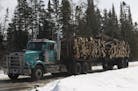 **ADVANCE FOR MONDAY, MARCH 20**A truck leaves the Chippewa National Forest, in Cass County, Minn., with a load of logs on Wednesday, March 8, 2006. M