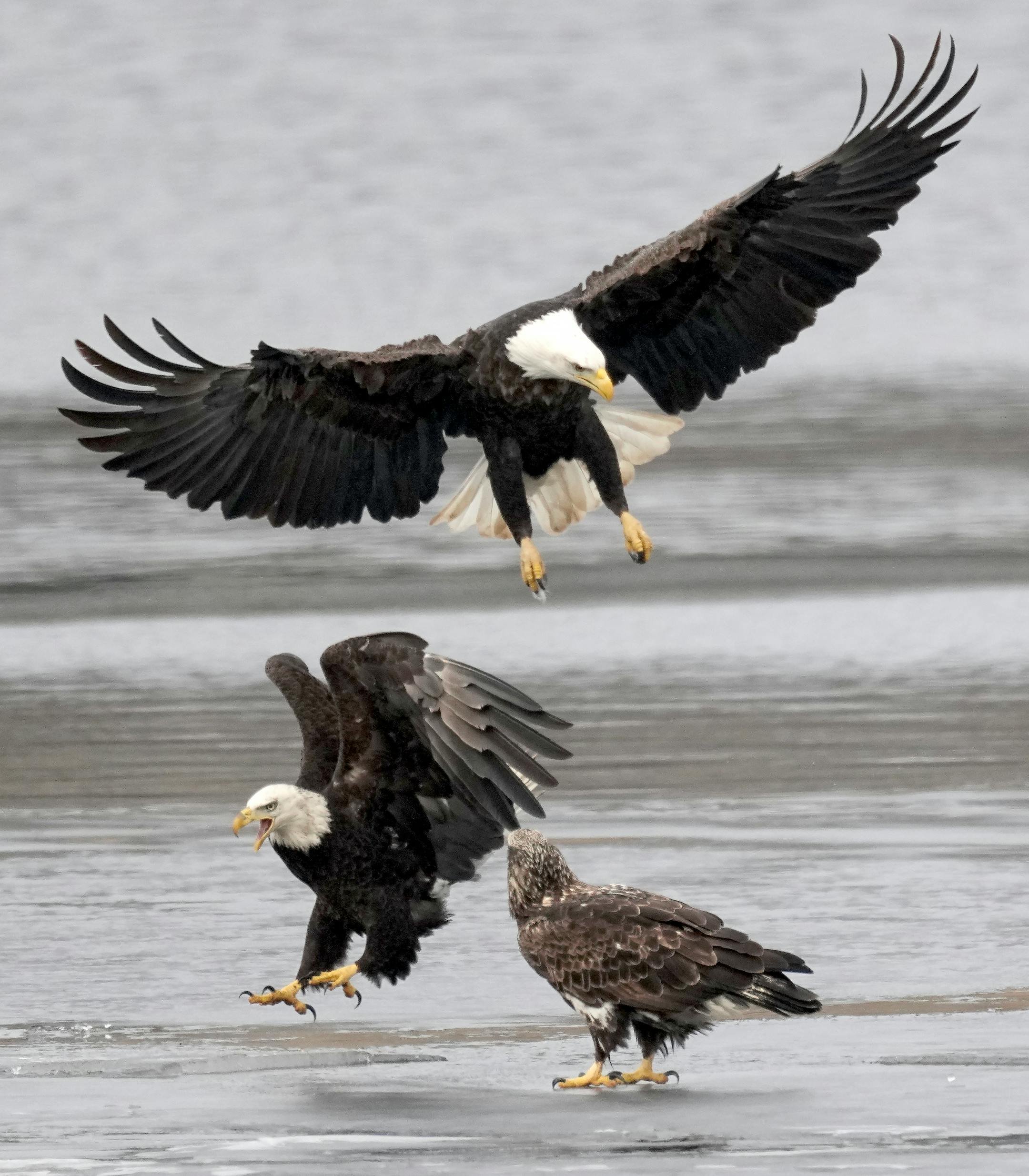 Two bald eagles come in for a landing at river's edge, joining a third already landed in shallow water near the bank.
