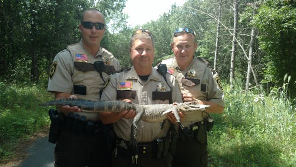 The alligator captured over the weekend in Brainerd was about three feet long.