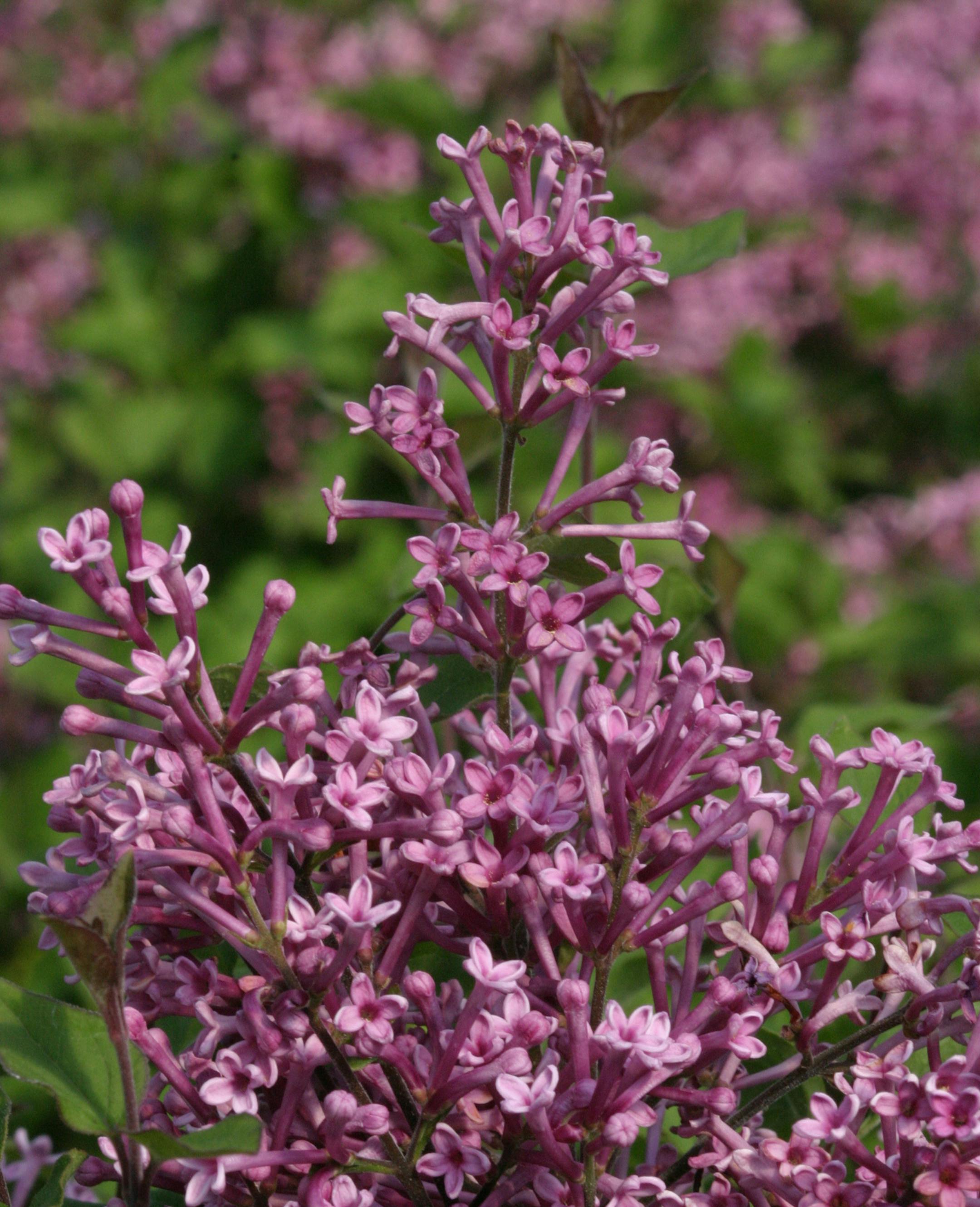 Lilac Bloomerang credit: Bailey Nurseries