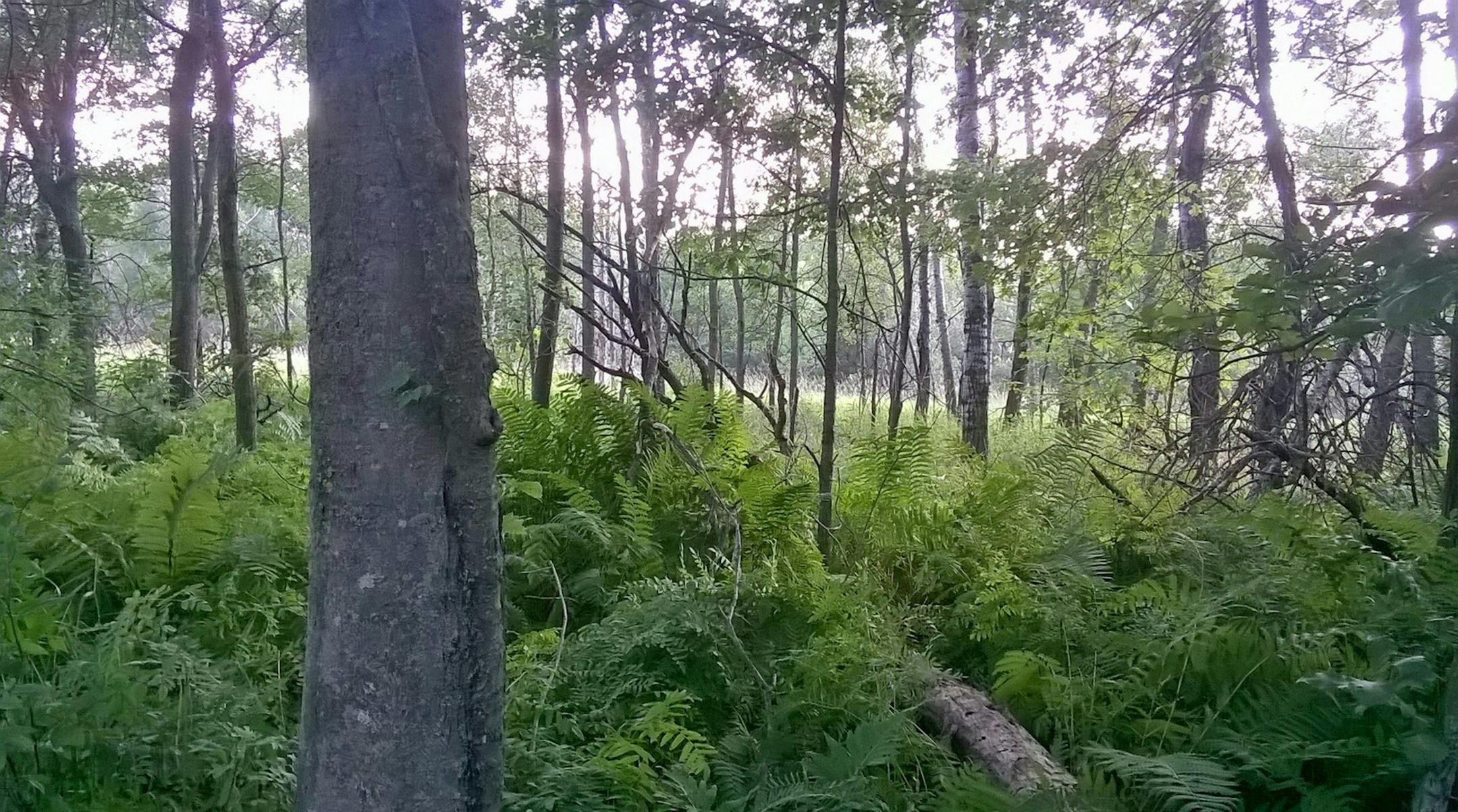 The public already has access to North Woods, above, and Martin’s Meadows.