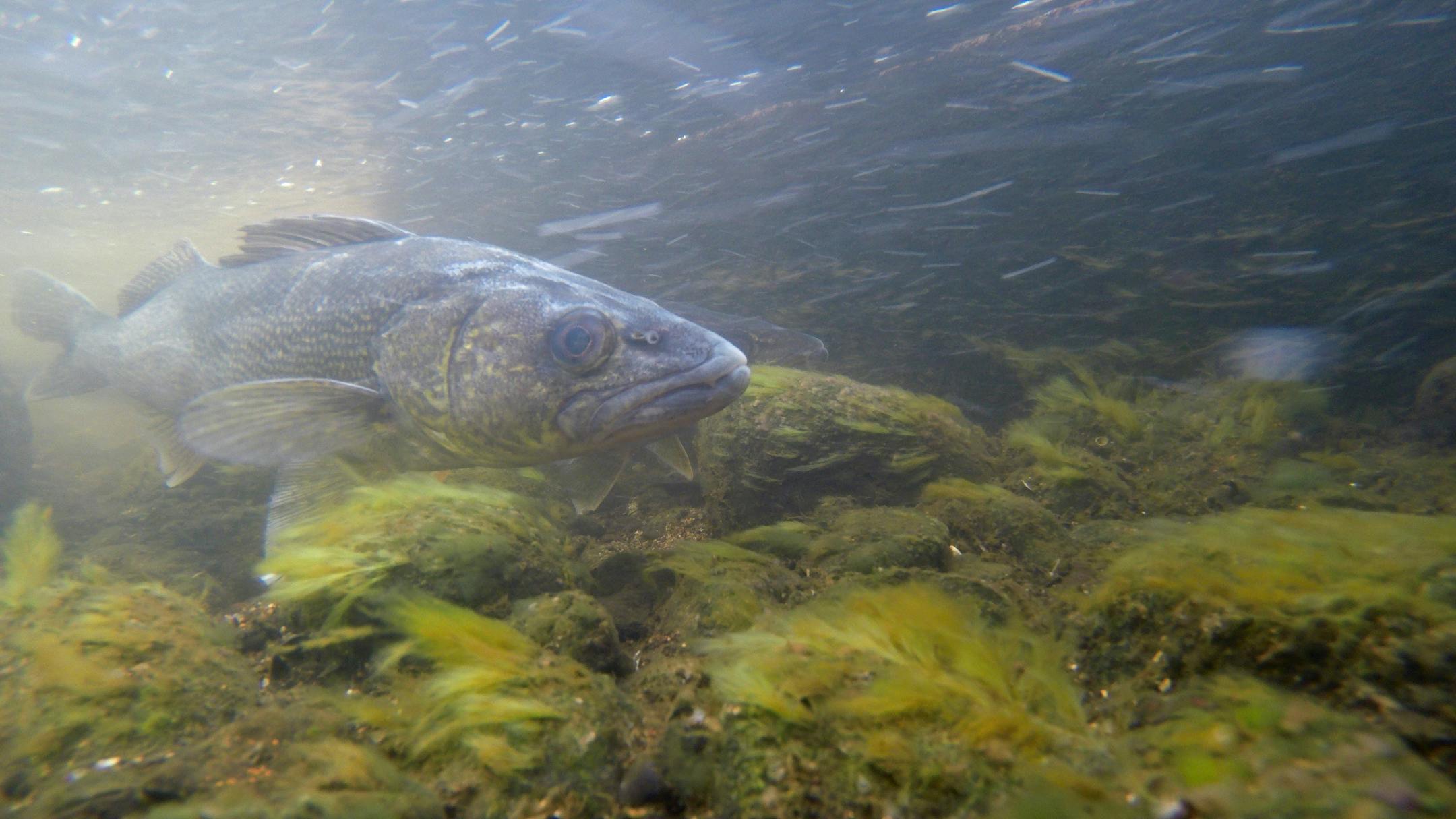 A cool August enchances egg production in female walleyes the following spring.