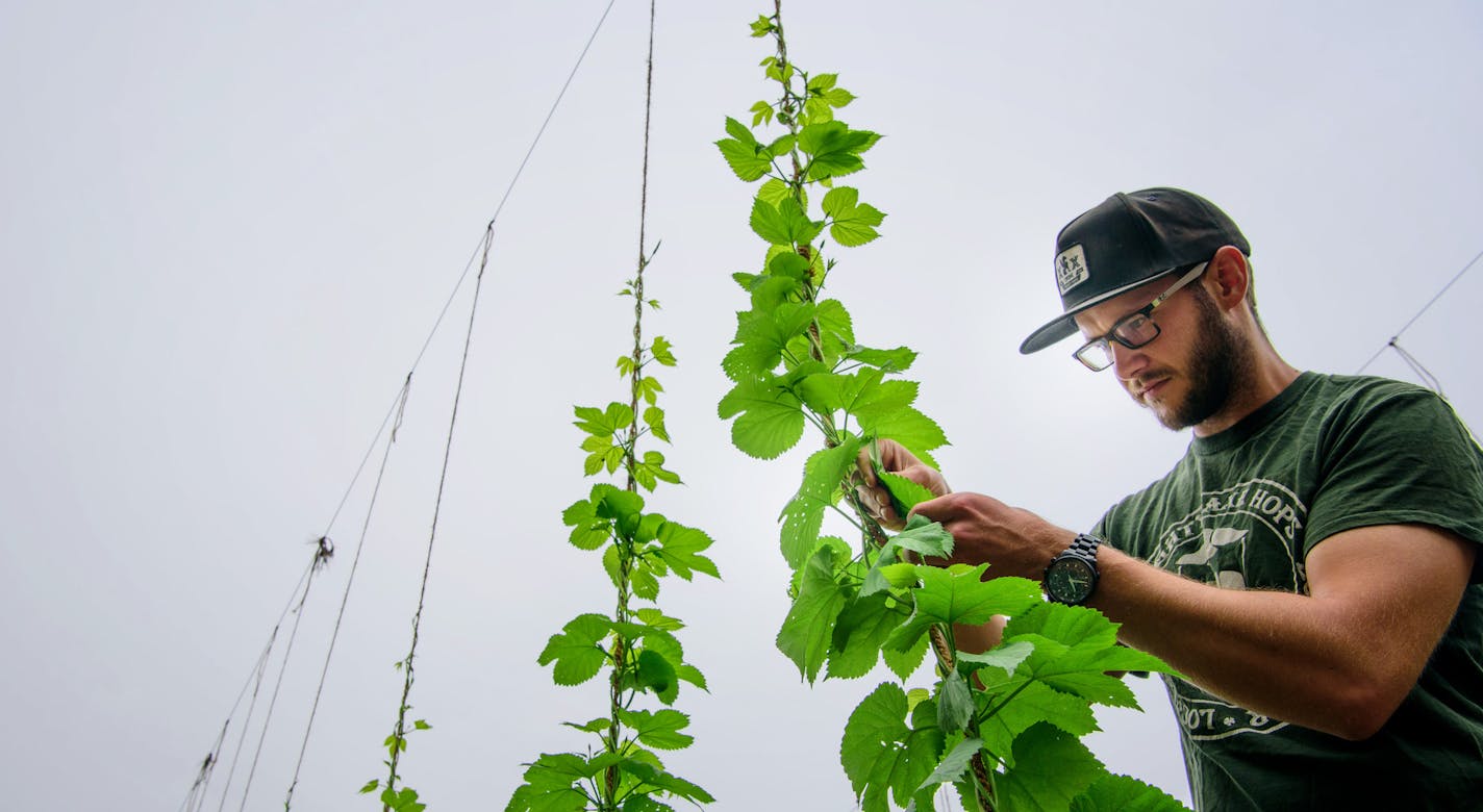 Ben Boo, above, co-founder of Mighty Axe Hops, checked for aphids.