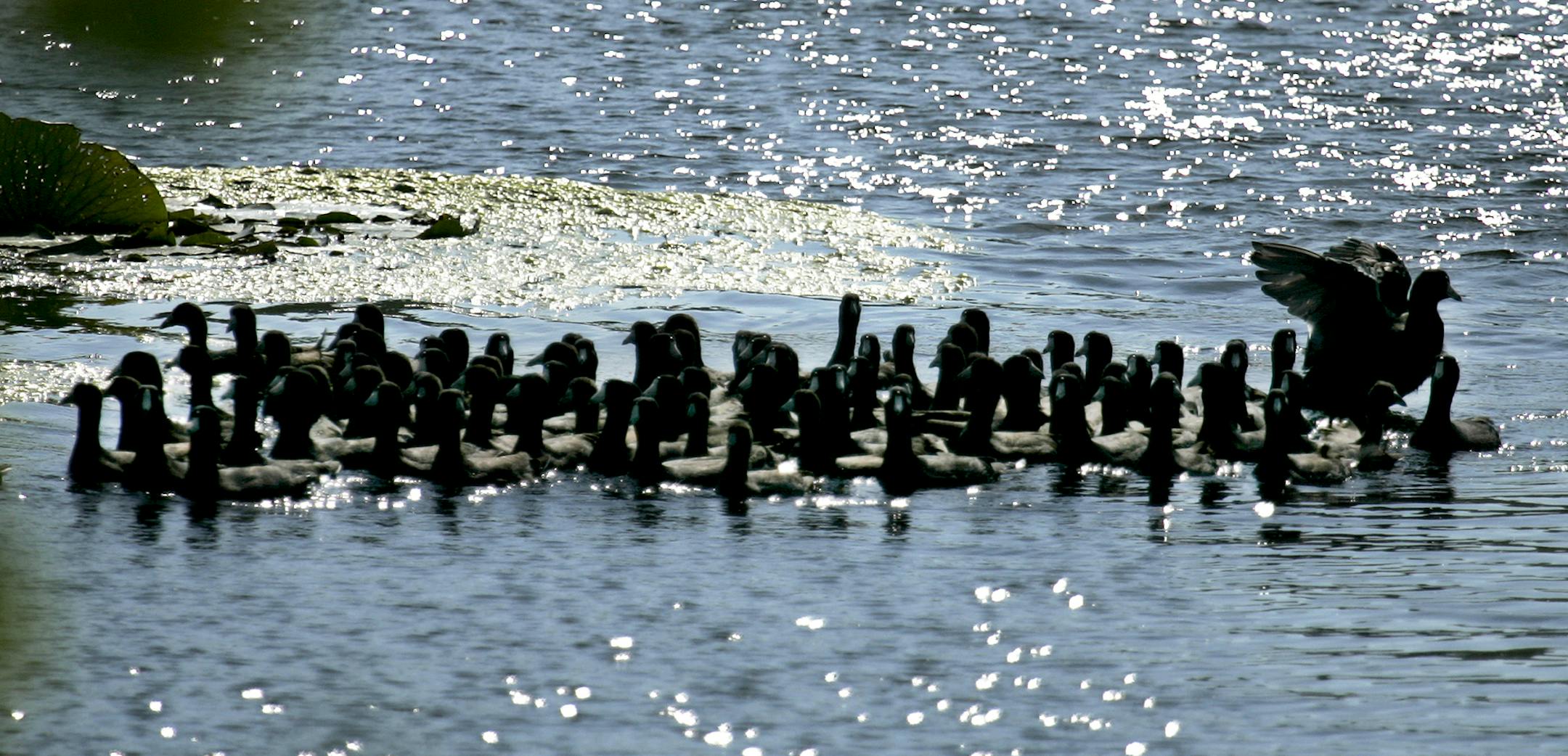 DAVID JOLES &#xef; djoles@startribune.com Bloomington, MN - Sept. 26, 2008- A flock of coots hang close together on Normandale Lake as the remnants of summer hang on--with temps climbing into the 80s.